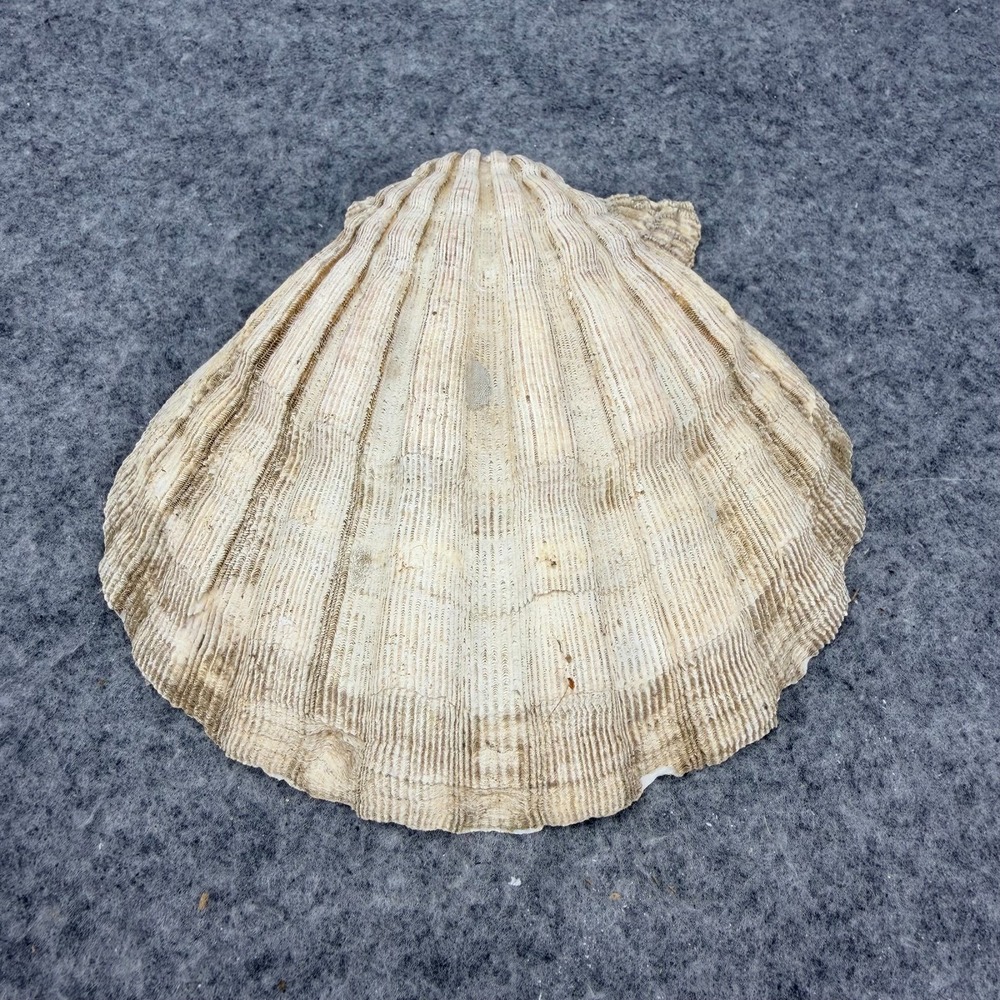 Large Fossil Chesapecten Scallop Shell 5.5 Inch Natural Specimen Virginia